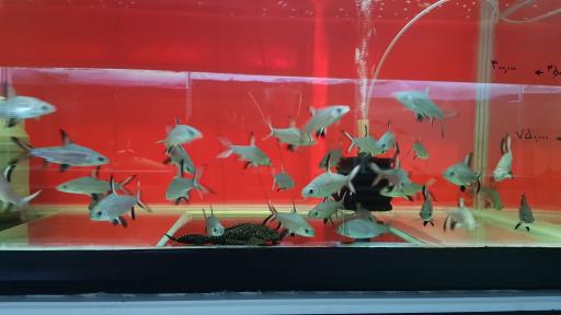 عکس فروشگاه آکواریوم اسکات