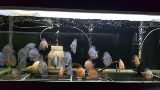 عکس فروشگاه آکواریوم اسکات