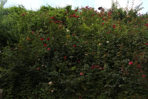 عکس بوستان نهج البلاغه فاز دو