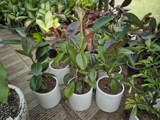 عکس گلفروشی سلاله و مجیب