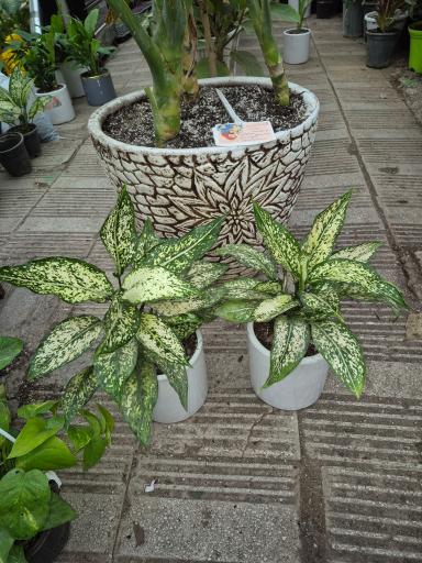 عکس گلفروشی سلاله و مجیب