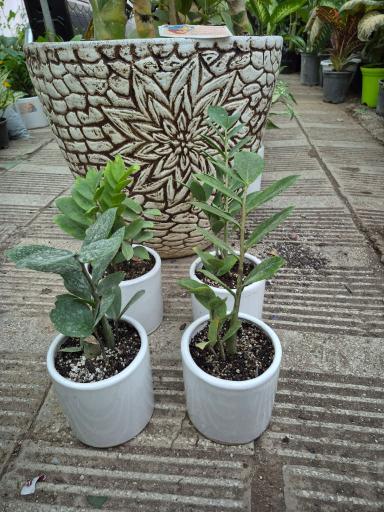 عکس گلفروشی سلاله و مجیب