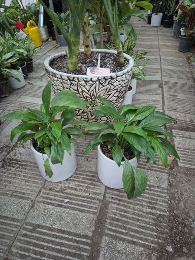 عکس گلفروشی سلاله و مجیب