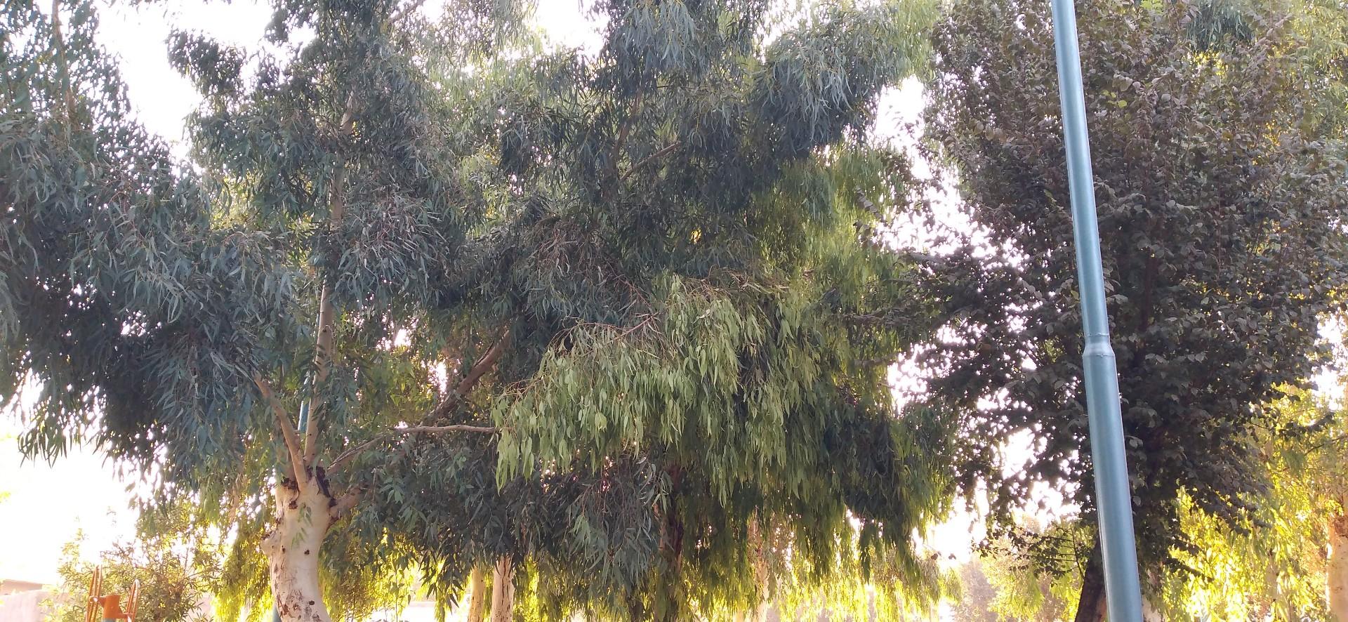 عکس بوستان سینا