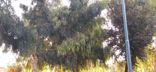 عکس بوستان سینا