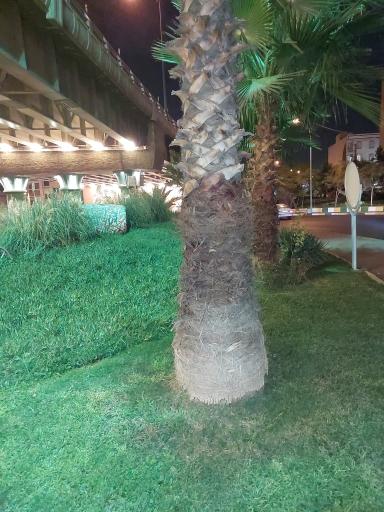 عکس میدان شقایق