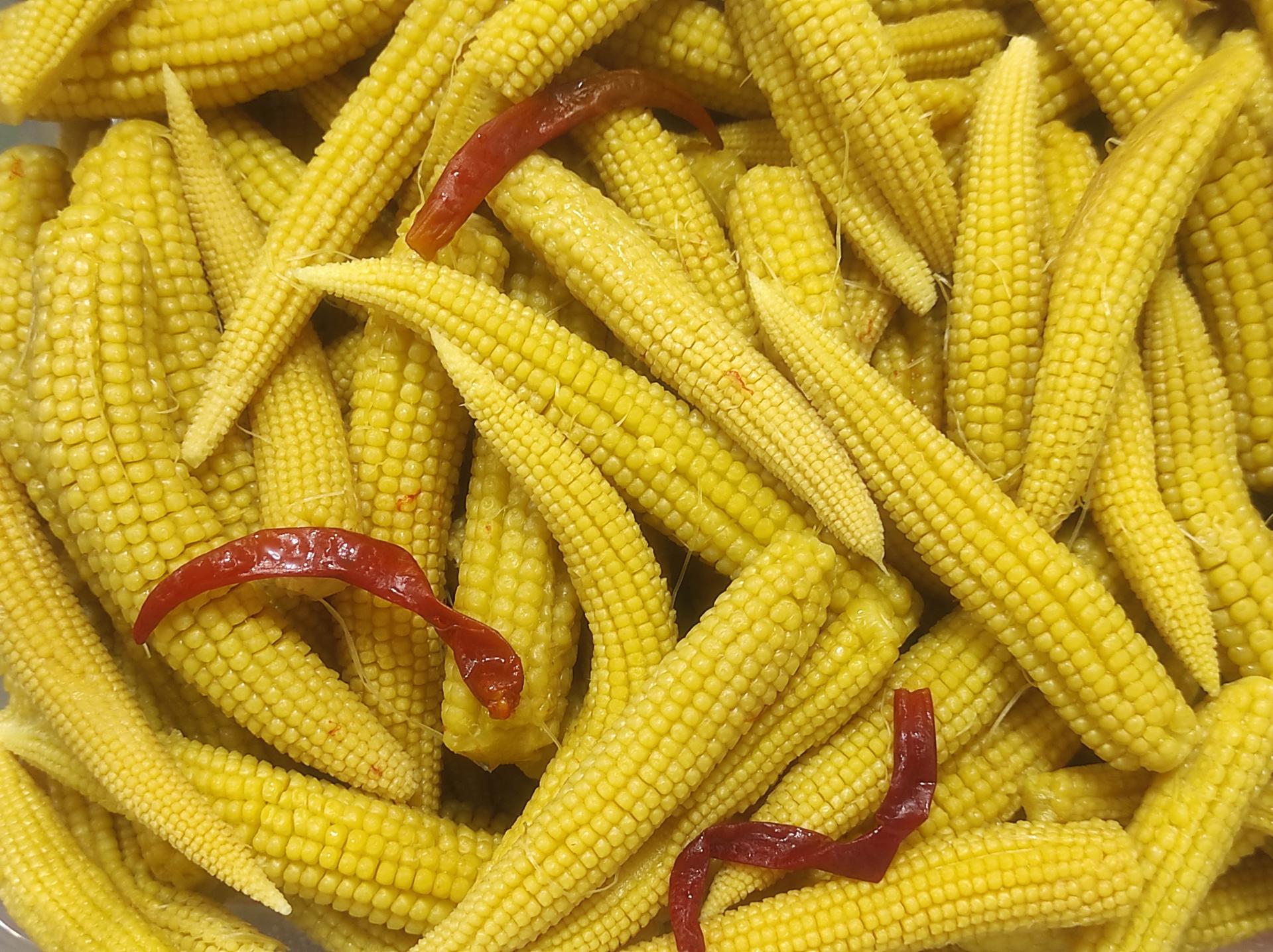 عکس زیتون سرای شمال