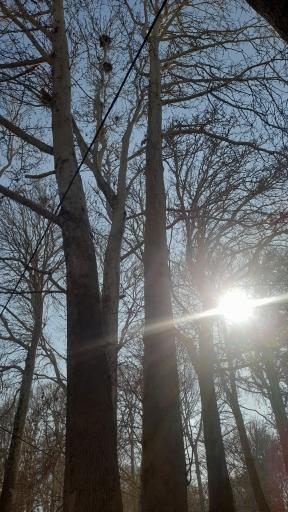 عکس پارک شهرداری