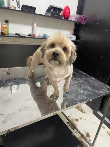 پت شاپ مائو دکتر اقبالی