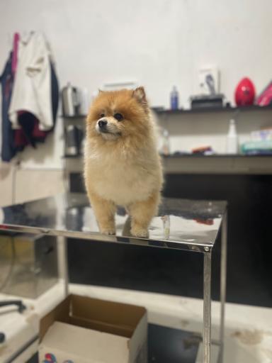 عکس پت شاپ مائو دکتر اقبالی