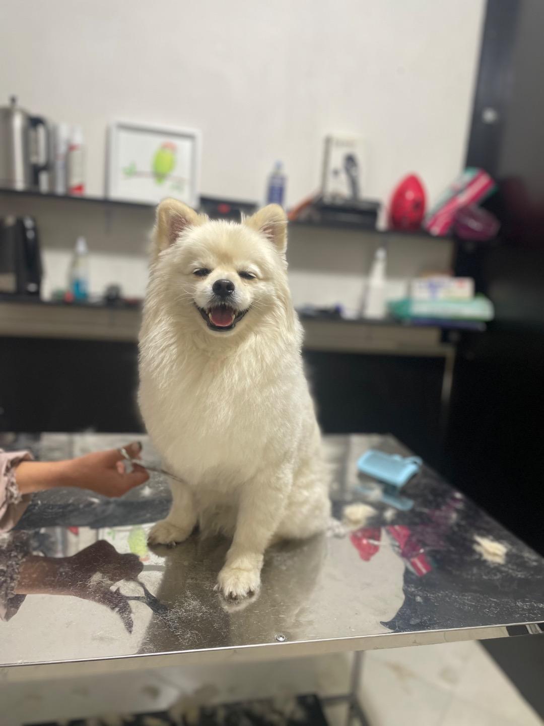 عکس پت شاپ مائو دکتر اقبالی