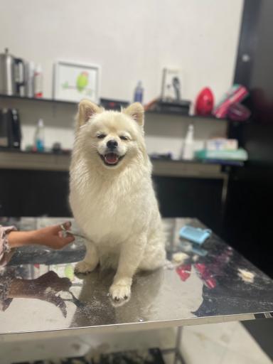 پت شاپ مائو دکتر اقبالی