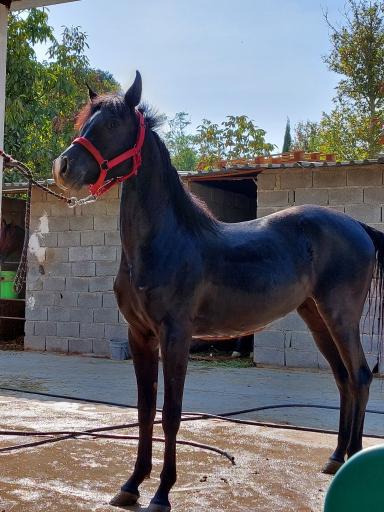 عکس باشگاه سوارکاری هاکان