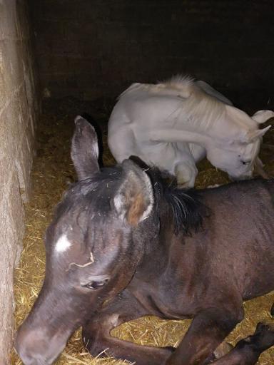 عکس باشگاه سوارکاری هاکان