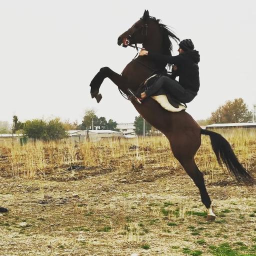 عکس باشگاه سوارکاری هاکان