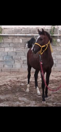 عکس باشگاه سوارکاری هاکان