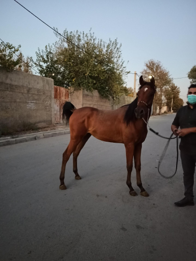 عکس باشگاه سوارکاری هاکان