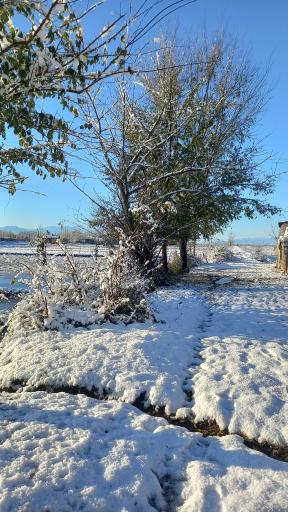عکس ماشک تهرانچی