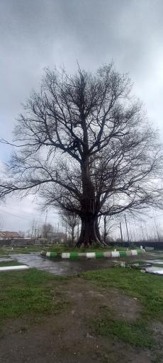 عکس ماشک تهرانچی