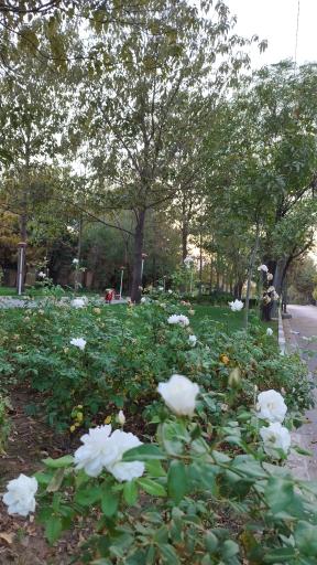 عکس بوستان گلاب