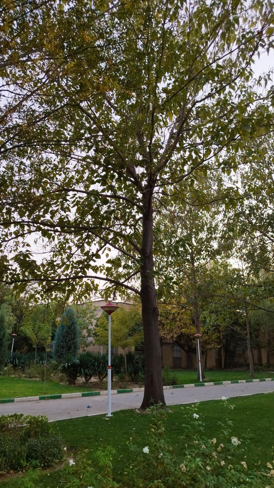 عکس بوستان گلاب