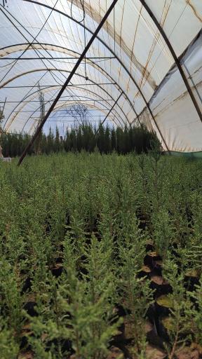 عکس مجموعه تولیدی گل و گیاه نطنز