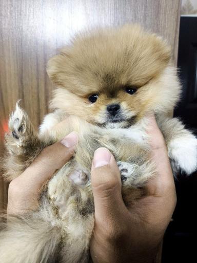 عکس پت شاپ و فروشگاه سگ فانتزی 