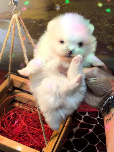 عکس پت شاپ و فروشگاه سگ فانتزی 