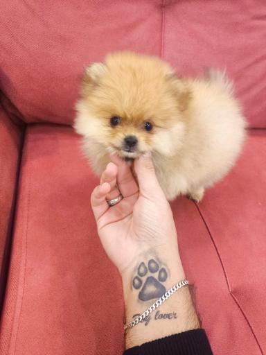 عکس پت شاپ و فروشگاه سگ فانتزی 