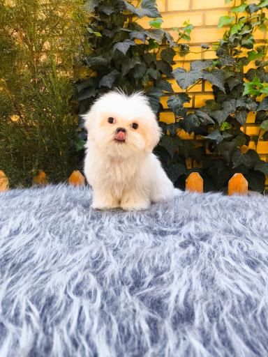 عکس پت شاپ و فروشگاه سگ فانتزی 