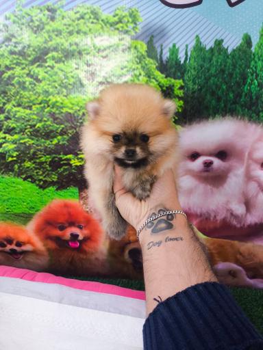 عکس پت شاپ و فروشگاه سگ فانتزی 