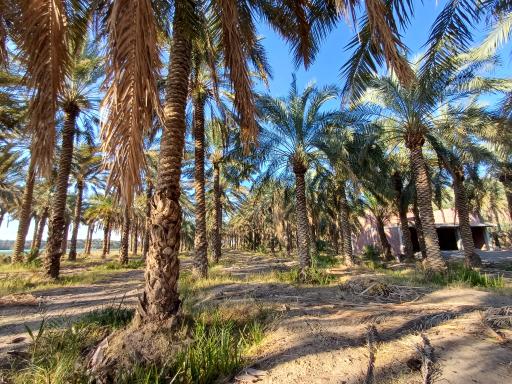 عکس پارک نخل لارستان