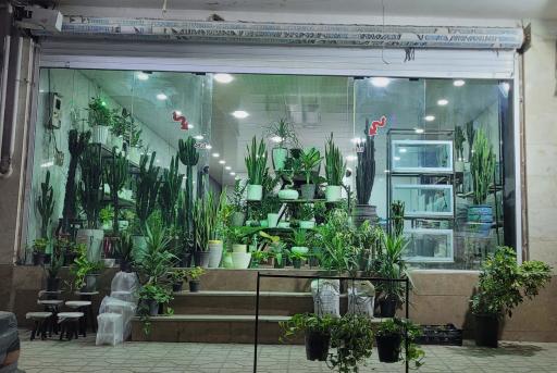 عکس گلفروشی گل گندم