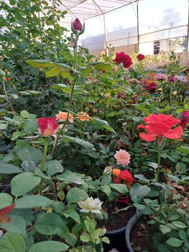 عکس باغ گل سینا 