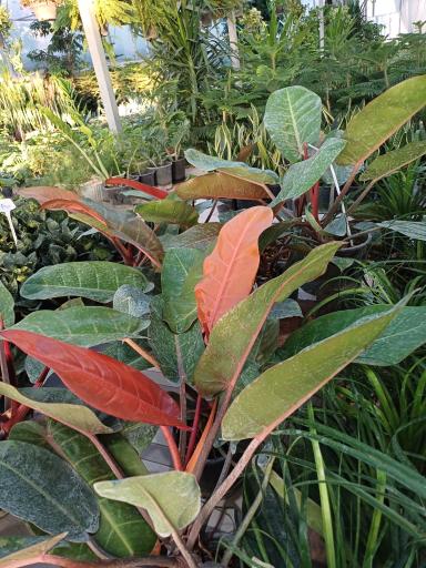 عکس باغ گل سینا 