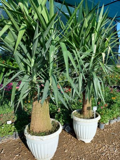 عکس باغ گل سینا 