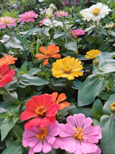 عکس باغ گل سینا 