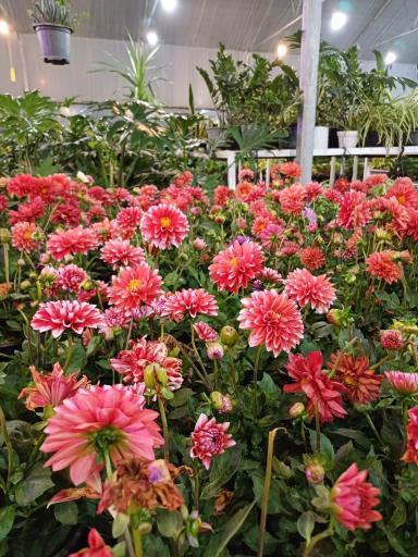 عکس باغ گل سینا 