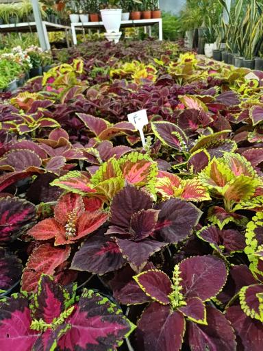 عکس باغ گل سینا 