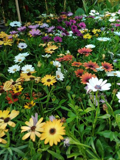 عکس باغ گل سینا 