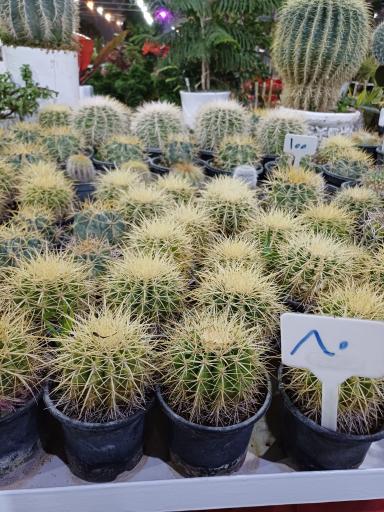 عکس باغ گل سینا 