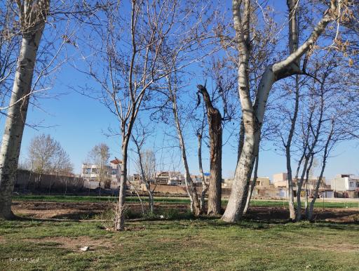 عکس بابا شیخ علی