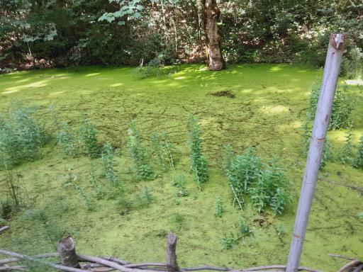 عکس برکه لاکپشت ها (و قورباغه ها)