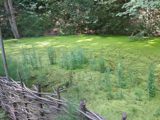 عکس برکه لاکپشت ها (و قورباغه ها)