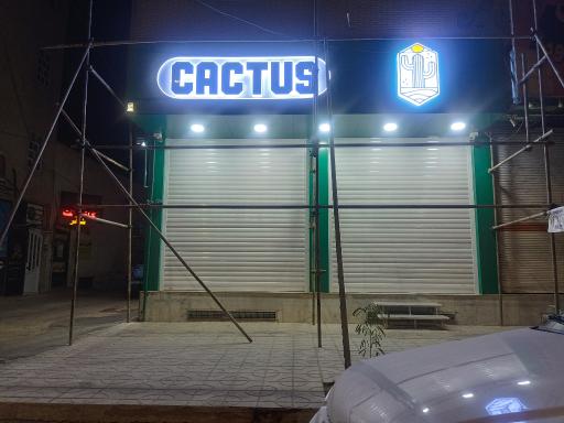 کاکتوس