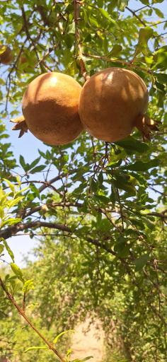 عکس سریزد