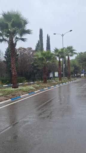 عکس مجتمع سپیدکنار متین