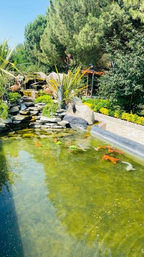 عکس مجتمع سپیدکنار متین