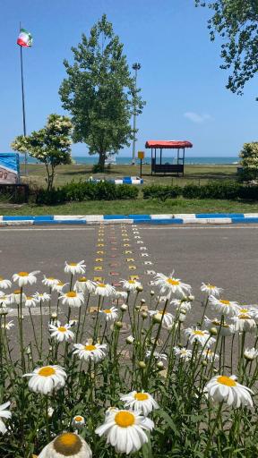 عکس مجتمع سپیدکنار متین