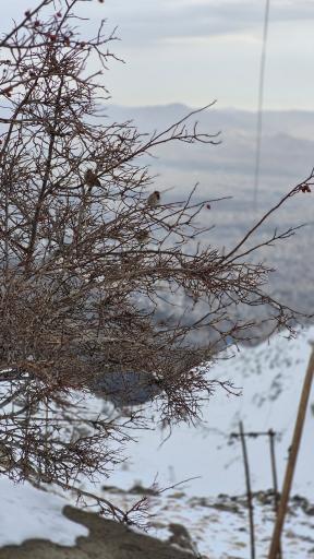 عکس تله کابین توچال